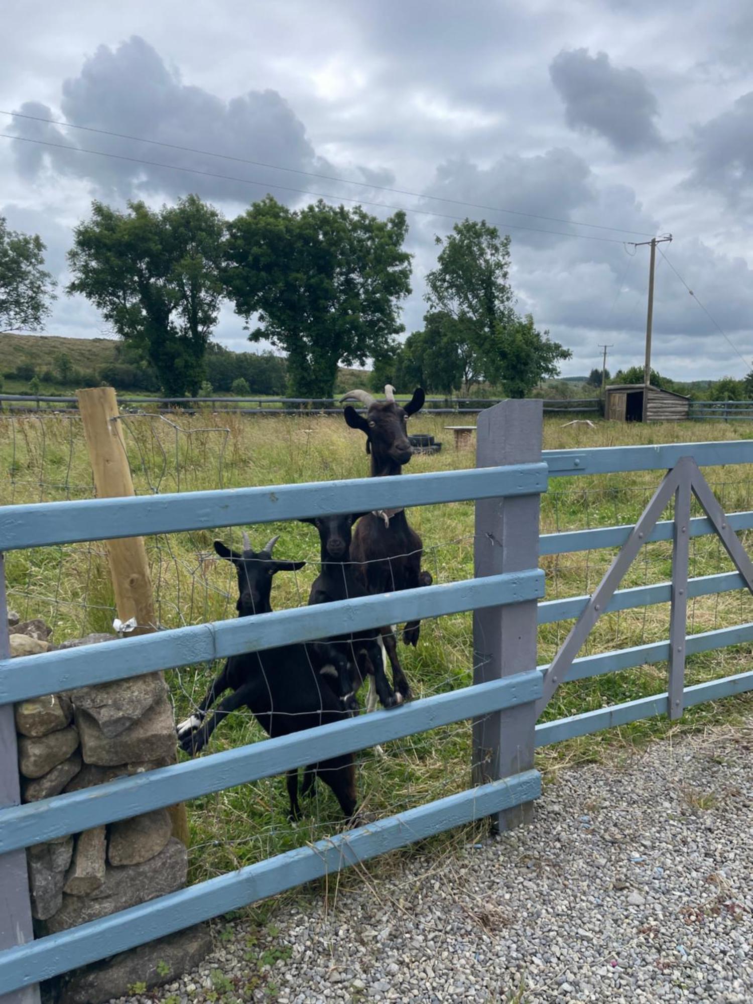 Apartmán Mccaffertys Dromahair Exteriér fotografie